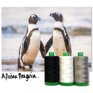 AfricanPenguinINSPO_1000