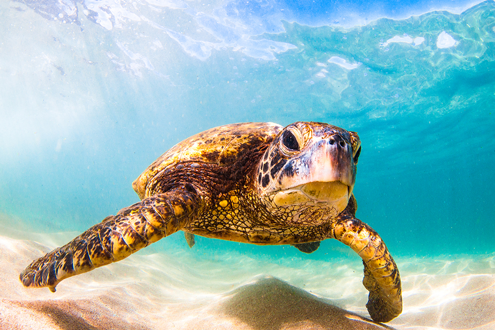 SeaTurtle_1000