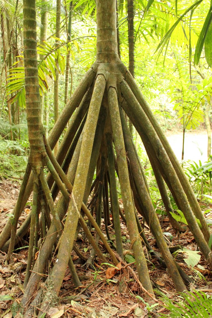 Amazing view of the rainforest with palm Socratea exorrhiza, the Walking Palm or Cashapona, is a palm native to rainforests in tropical Central and South America