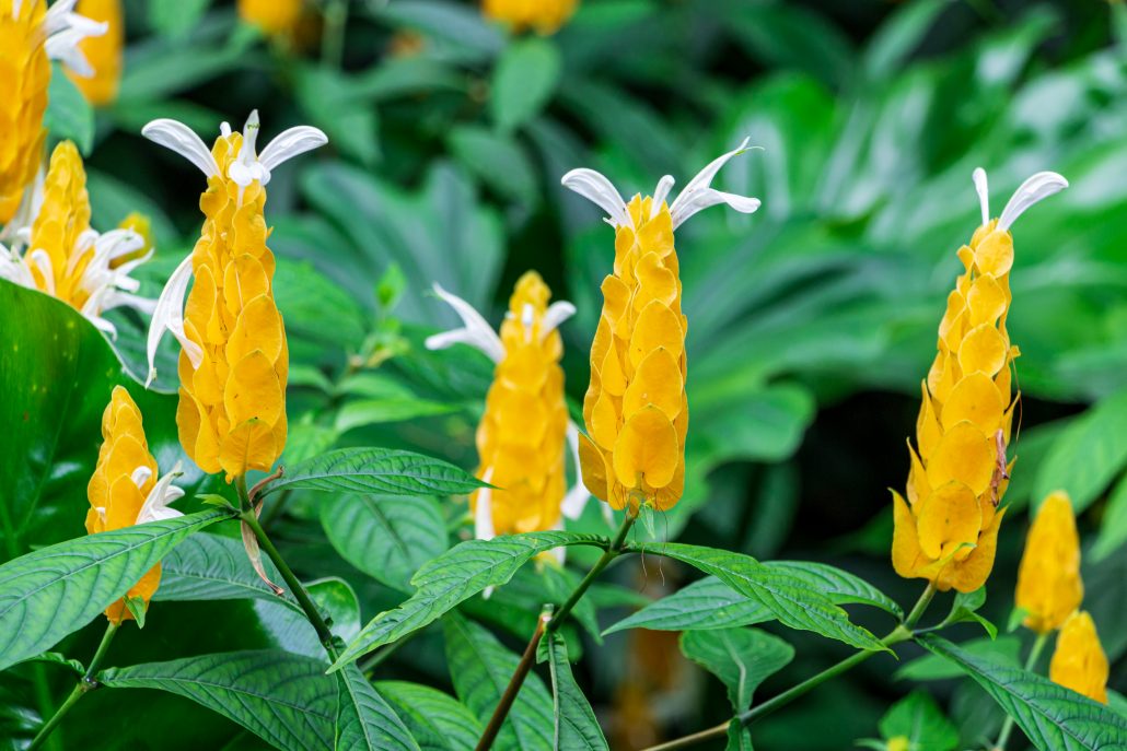 Golden shrimp plant a.k.a. lollipop plant (Pachystachys lutea) closeup - Florida, USA