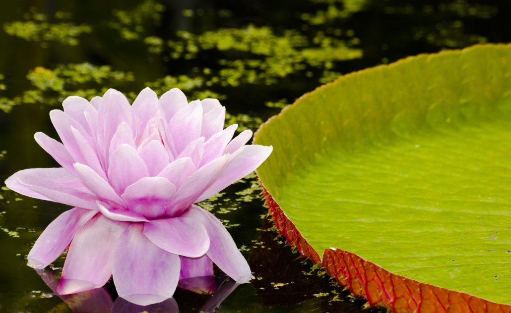 water lily with flower