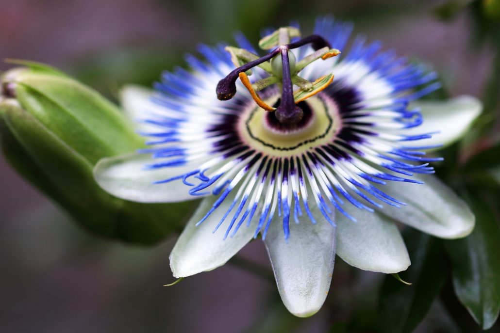 Passion flower or Passiflora caerulea is a climbing plant