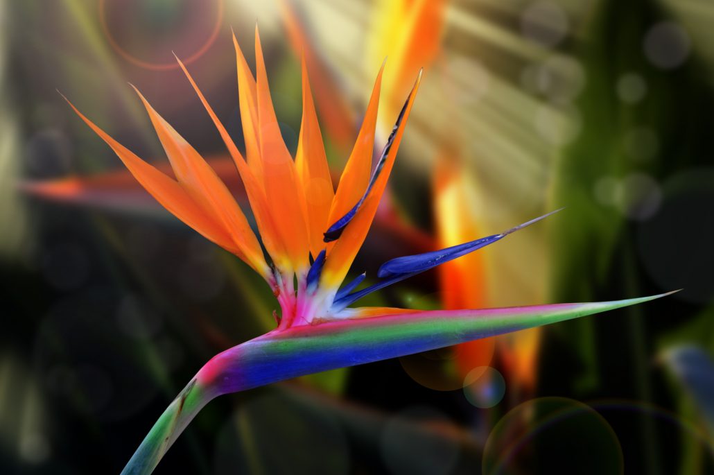 Strelitzia flower