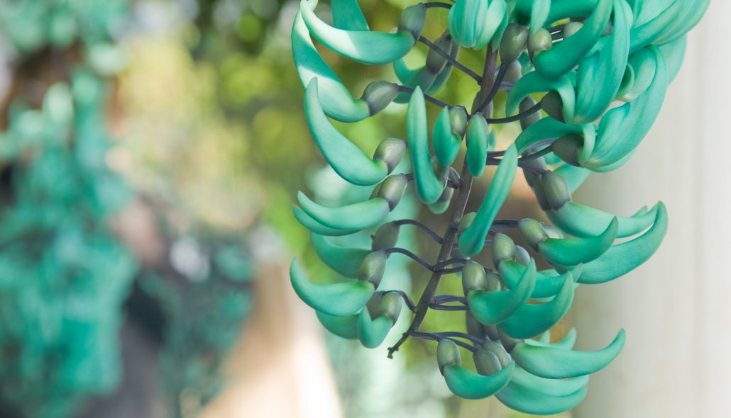 jade vine (Strongylodon macrobotrys)