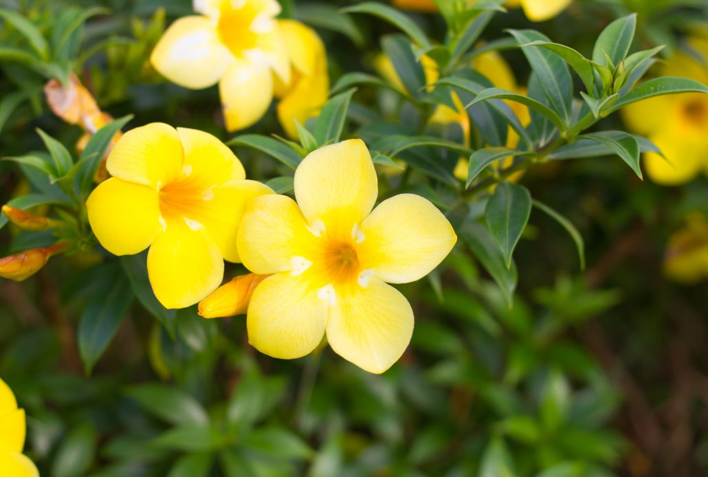 Allamanda, beautiful yellow flower