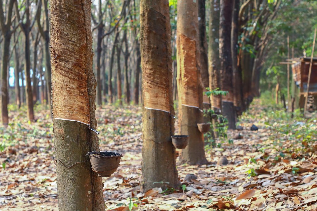 rubber trees