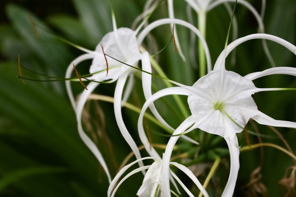 Spider lilly white flower in low light green background